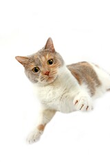 Lilac Cream and White British Shorthair Domestic Cat, Female in Defensive Posture against White Background