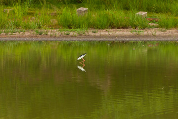 black-winged stilt searching food along lake in eastern Thailand