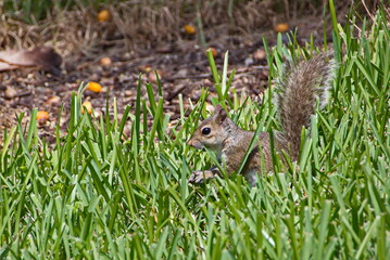 Gray squirrel
