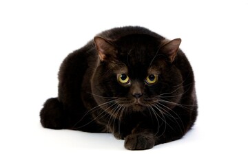 Chocolate British Shorthair Domestic Cat, Male laying against White Background