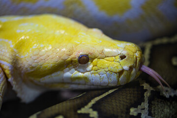 macro of snake in the glass cupboard. shallow focus 
