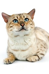 Seal Mink Tabby Bengal Domestic Cat, Male laying against White Background