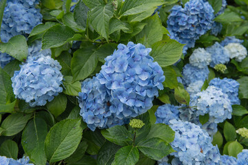Summer Colours on the Flowerheads of a Mophead Hydrangea (Hydrangea macrophylla 'Mousseline') Growing in a Woodland Garden in Rural Devon, England, UK