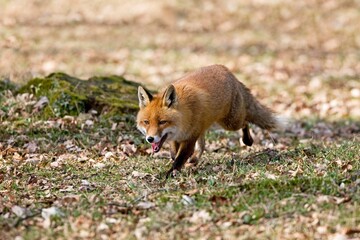 Red Fox, vulpes vulpes, Male walking on Fallen Leaves, Normandy
