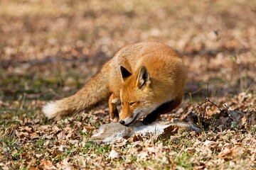 Red Fox, vulpes vulpes, Male with a Kill, a Wild Rabbit, Normandy