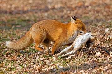 Red Fox, vulpes vulpes, Male with a Kill, a Wild Rabbit, Normandy