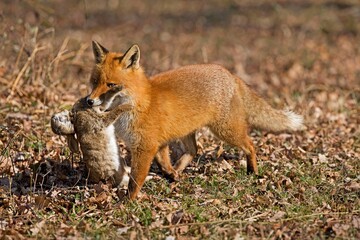 Red Fox, vulpes vulpes, Male with a Kill, a Wild Rabbit, Normandy