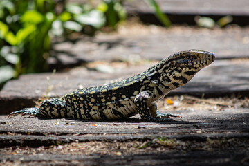 Tegu Lizard staying still 