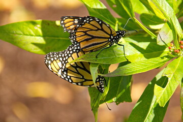 Two Monarchs