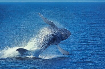 Fototapeta premium Humpack Whale, megaptera novaeangliae, Adult Breaching, Alaska