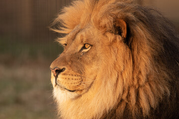 Fototapeta na wymiar majestic male lion head portrait in sunlight