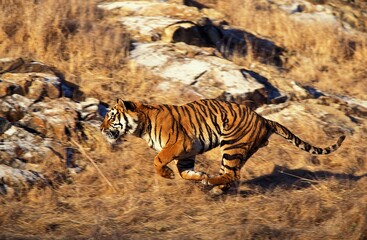 Naklejka na ściany i meble Bengal Tiger, panthera tigris tigris, Adult running