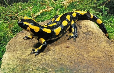 Fire Salamander, salamandra salamandra, Adult standing on Stone