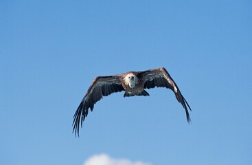 Eurasian Griffon Vulture, gyps fulvus, Adult in Flight against Blue Sky