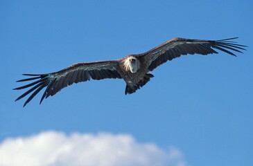 Eurasian Griffon Vulture, gyps fulvus, Adult in Flight against Blue Sky