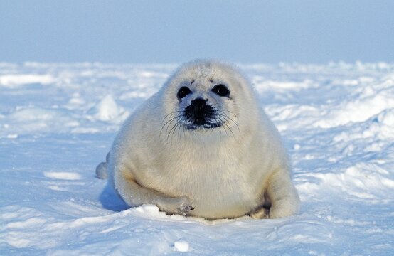 Harp Seal, pagophilus groenlandicus, Pup standing on Ice, Magdalena Island in Canada