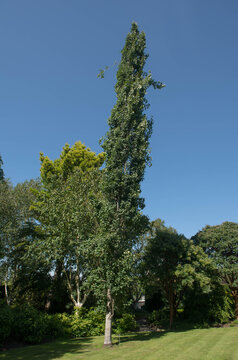 Summer Foliage of an Fastigiate Aspen Tree (Populus tremula 'Erecta') Growing in a Garden in Rural Devon, England, UK