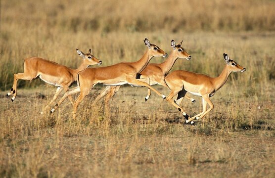 Impala, aepyceros melampus, Females running, Masai Mara Park in Kenya