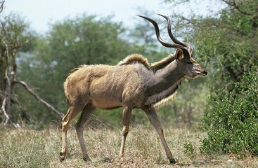 Greater Kudu, tragelaphus strepsiceros, Male standing near Bush, Kenya