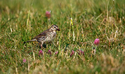 Meadow pipit collecting food in the grass for its young