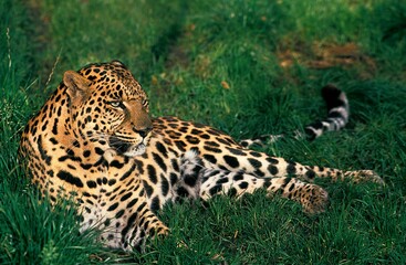 Leopard, panthera pardus, Adult Laying on Grass