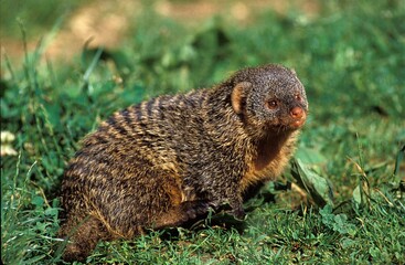 Banded Mongoose, mungos mungo, Adult standing on Grass
