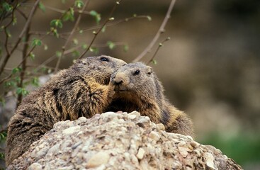 Naklejka na ściany i meble Alpine Marmot, marmota marmota, Adults standing on Rocks