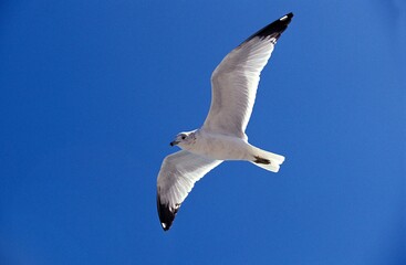 Ring Billed Gull, larus delawarensis, Adult in Flight against Blue Sky, Florida