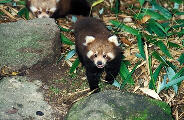 Red Panda, ailurus fulgens, Young standing on Bamboo Dry Leaves