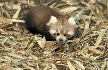 Red Panda, ailurus fulgens, Young standing on Bamboo Dry Leaves