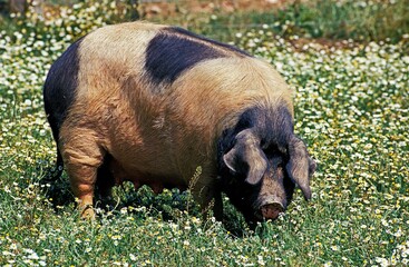 Limousin Pig, a French Breed, Female standing in Flowers