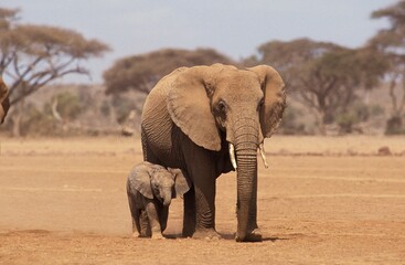 African Elephant, loxodonta africana, Female with Calf, Amboseli Park in Kenya