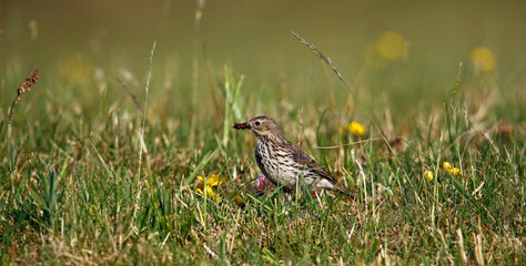 Meadow pipit collecting food in the grass for its young