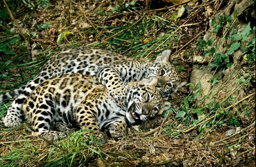 Jaguar, panthera onca, Cub playing