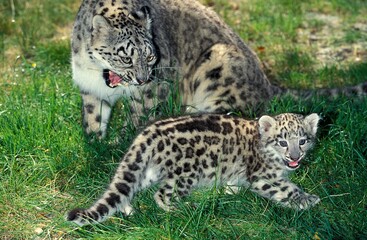 Fototapeta na wymiar Snow Leopard or Ounce, uncia uncia, Female with Cub, Adult snarling