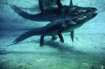 Australian Saltwater Crocodile or Estuarine Crocodile, crocodylus porosus, Adult standing in Water, Australia