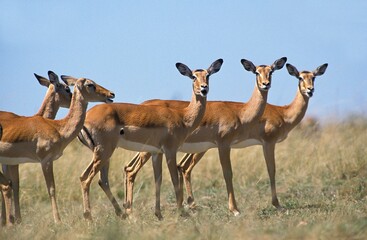 Impala, aepyceros melampus, Group of Females, Masai Mara Park in Kenya