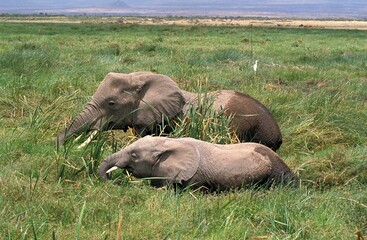 Naklejka na ściany i meble African Elephant, loxodonta africana, Female with Calf Eating in Swamp, Masai Mara Park in Kenya