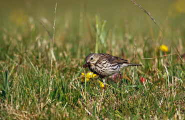 Meadow pipit collecting food in the grass for its young