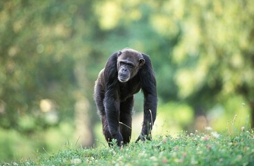 Chimpanzee, pan troglodytes, Adult standing on Grass