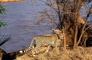 Cheetah, acinonyx jubatus, Adult standing near River, Samburu Park in Kenya