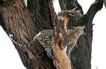 Leopard, panthera pardus, Adult standing in Tree, Nakuru Park in Kenya