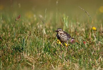 Meadow pipit collecting food in the grass for its young