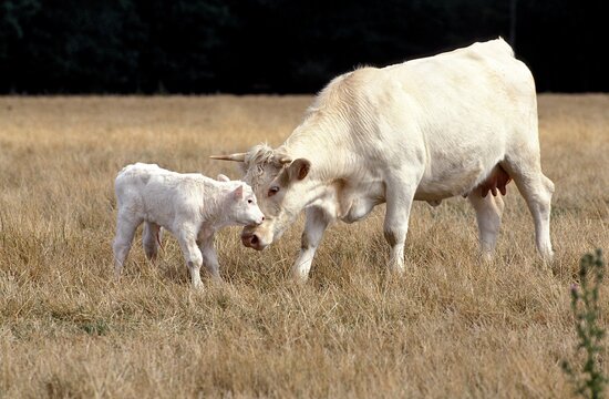 Charolais Cattle, Cow with Calf standing on Dry Grass
