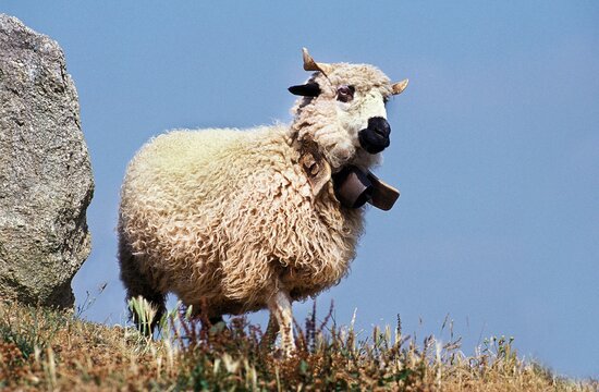 Thones Marthod Sheep, Adult with Bell around Neck
