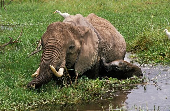 African Elephant, loxodonta africana, Female with Calf Eating in Swamp, Amboseli Park in Kenya