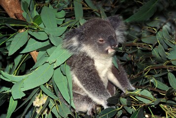 Koala, phascolarctos cinereus, Adult eating Eucalyptus Leaf, Australia