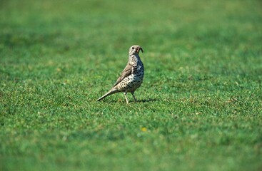 Mistle Thrush, turdus viscivorus, Adult Eating Earthworm