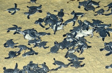 Green Sea Turtle, chelonia mydas, Hatchlings on Beach going to Sea, Malaysia