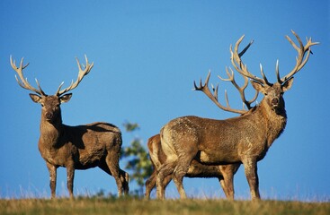 Red Deer, cervus elaphus, Group of Males against Blue Sky